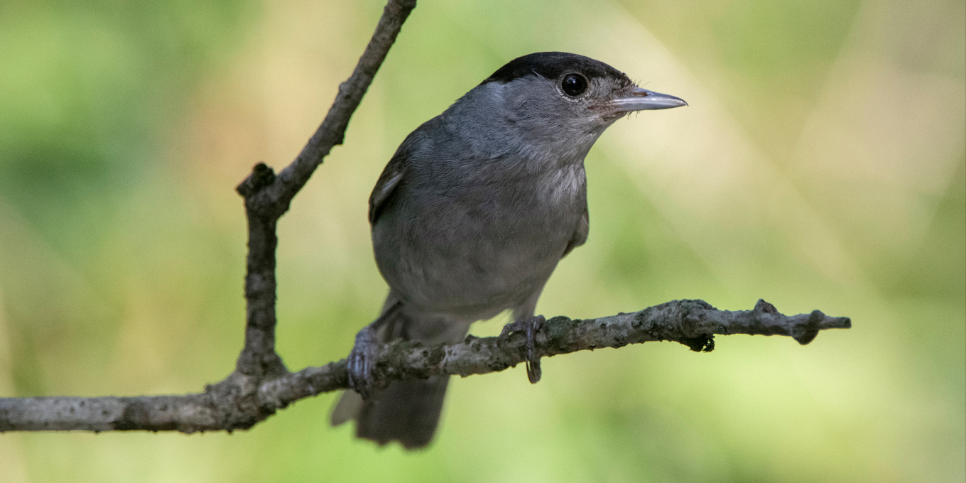 Des données citoyennes pour évaluer les effectifs d'oiseaux communs